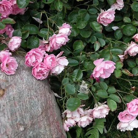 Hopfengarten, Whg 9 *